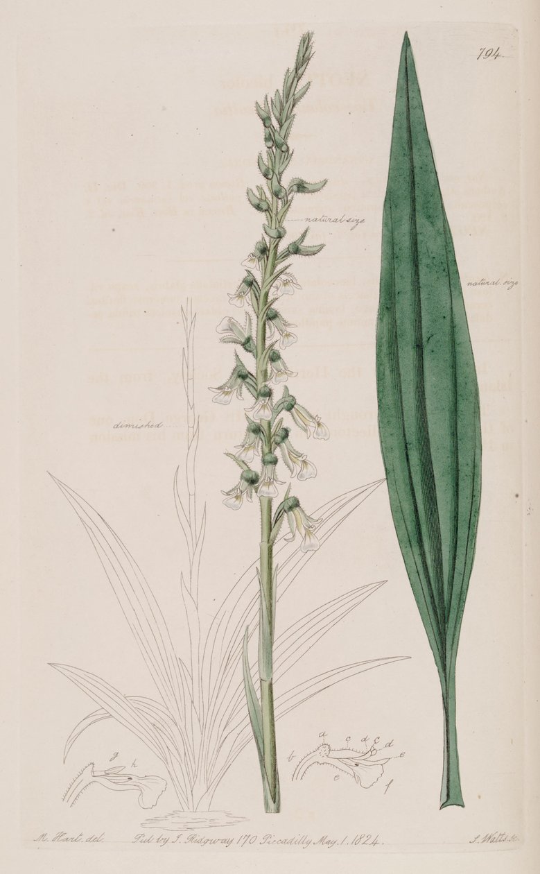 Ilustracja Cyclopogon bicolor (jako syn. Neottia bicolor) autorstwa M. Hart