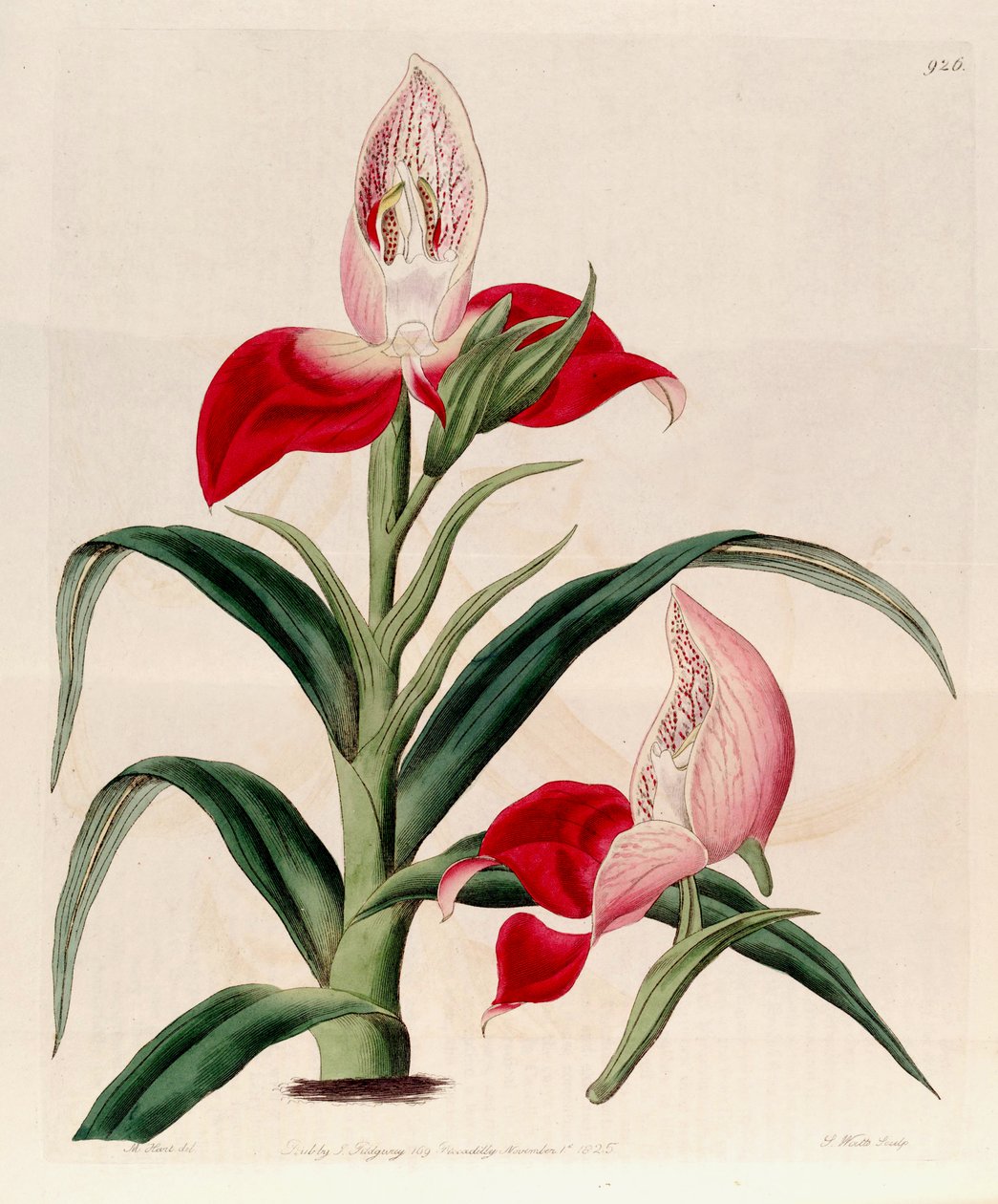Ilustracja Disa uniflora (jako syn. Disa grandiflora) autorstwa M. Hart