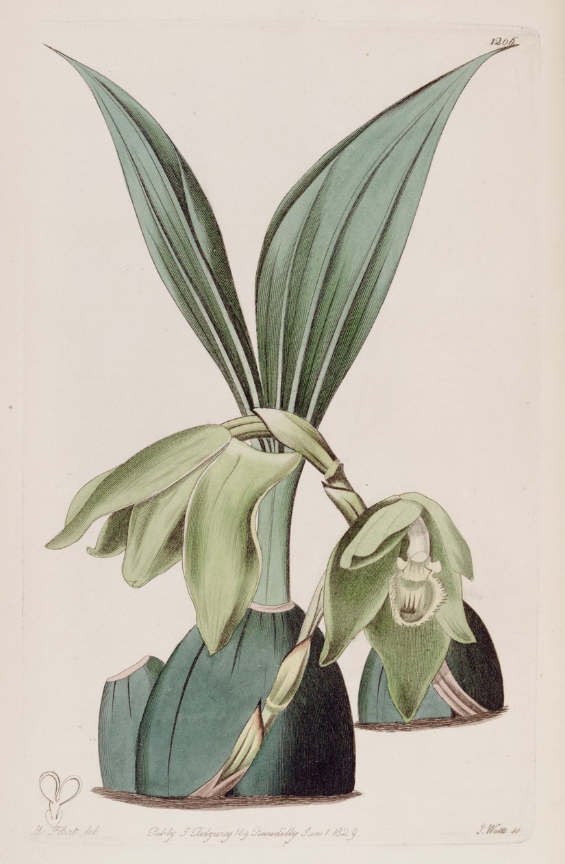 Ilustracja Ida ciliata (jako syn. Maxillaria ciliata) autorstwa M. Hart