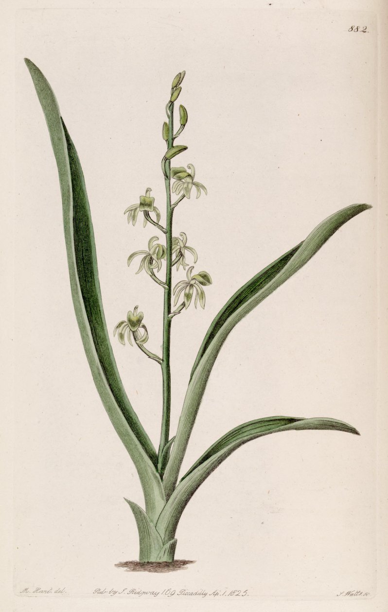 Ilustracja Liparis reflexa (jako syn. Liparis foliosa) autorstwa M. Hart