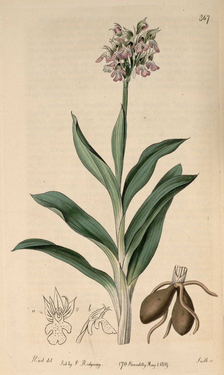 Ilustracja Neotinea tridentata subsp. tridentata (jako syn.Orchis variegataAll.) autorstwa M. Hart