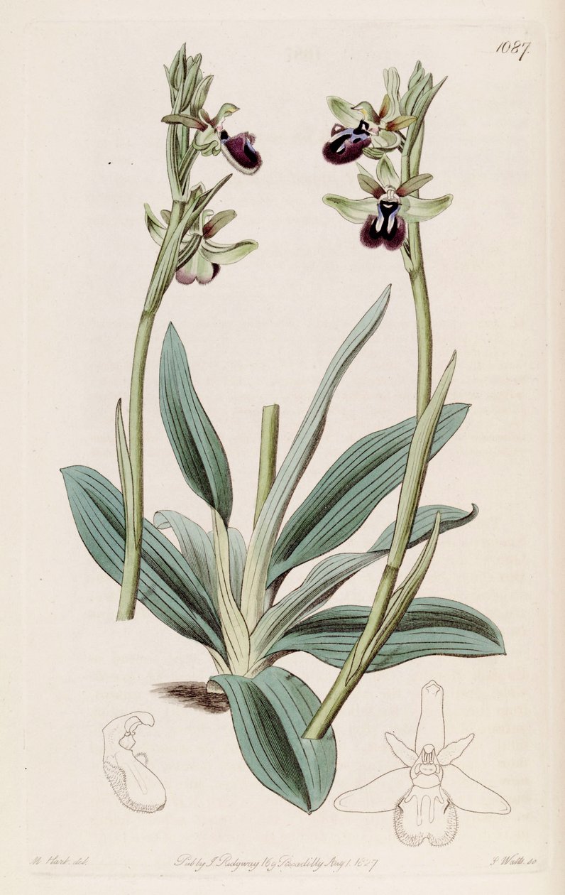 Ilustracja przedstawiająca Ophrys sphegodes subsp. atrata (jako syn. Ophrys atrata) autorstwa M. Hart