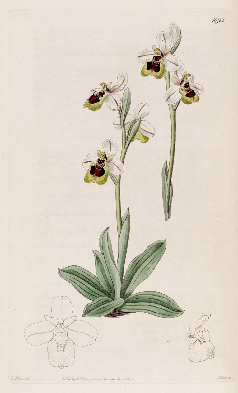 Ilustracja Ophrys tenthredinifera autorstwa M. Hart