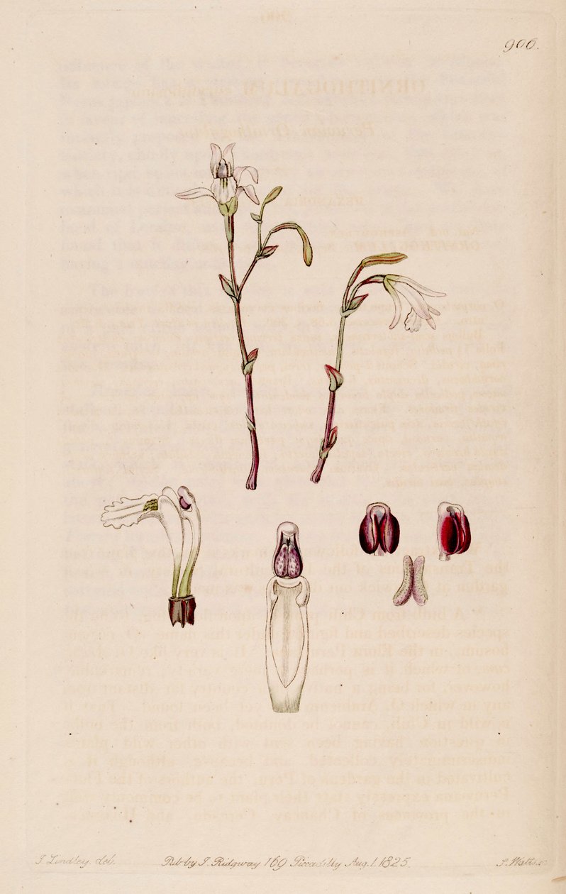 Illustration of Pogonia ophioglossoides  (as syn. Pogonia pendula) autorstwa M. Hart