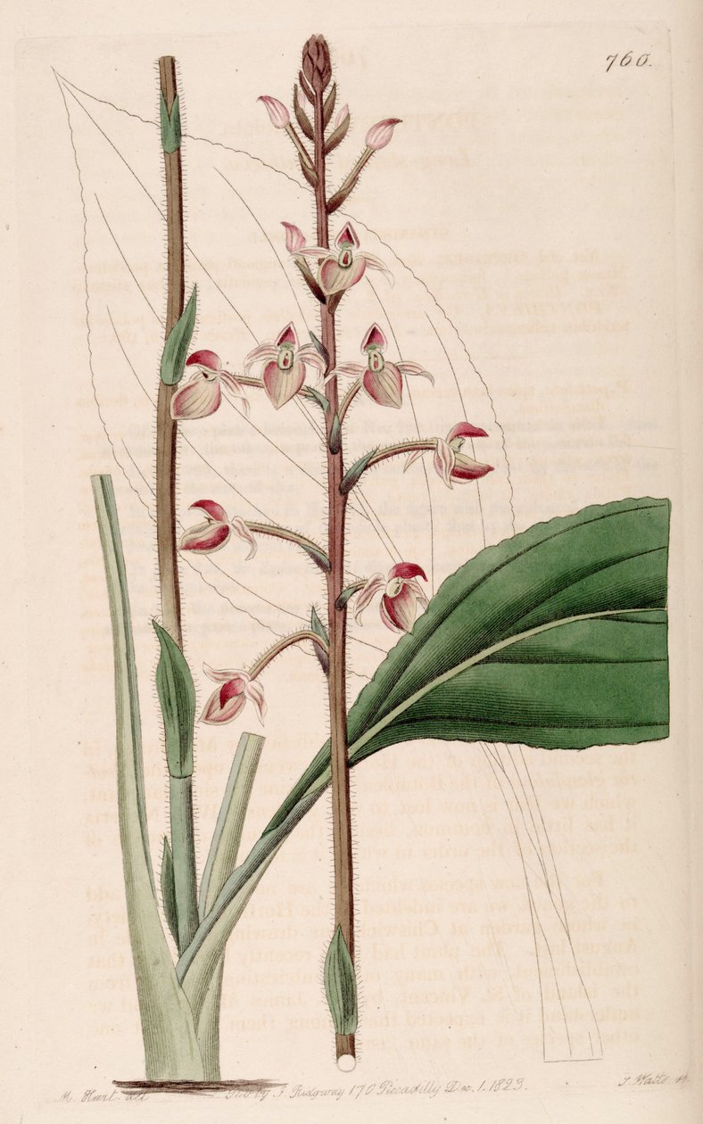 Ilustracja Ponthieva petiolata autorstwa M. Hart