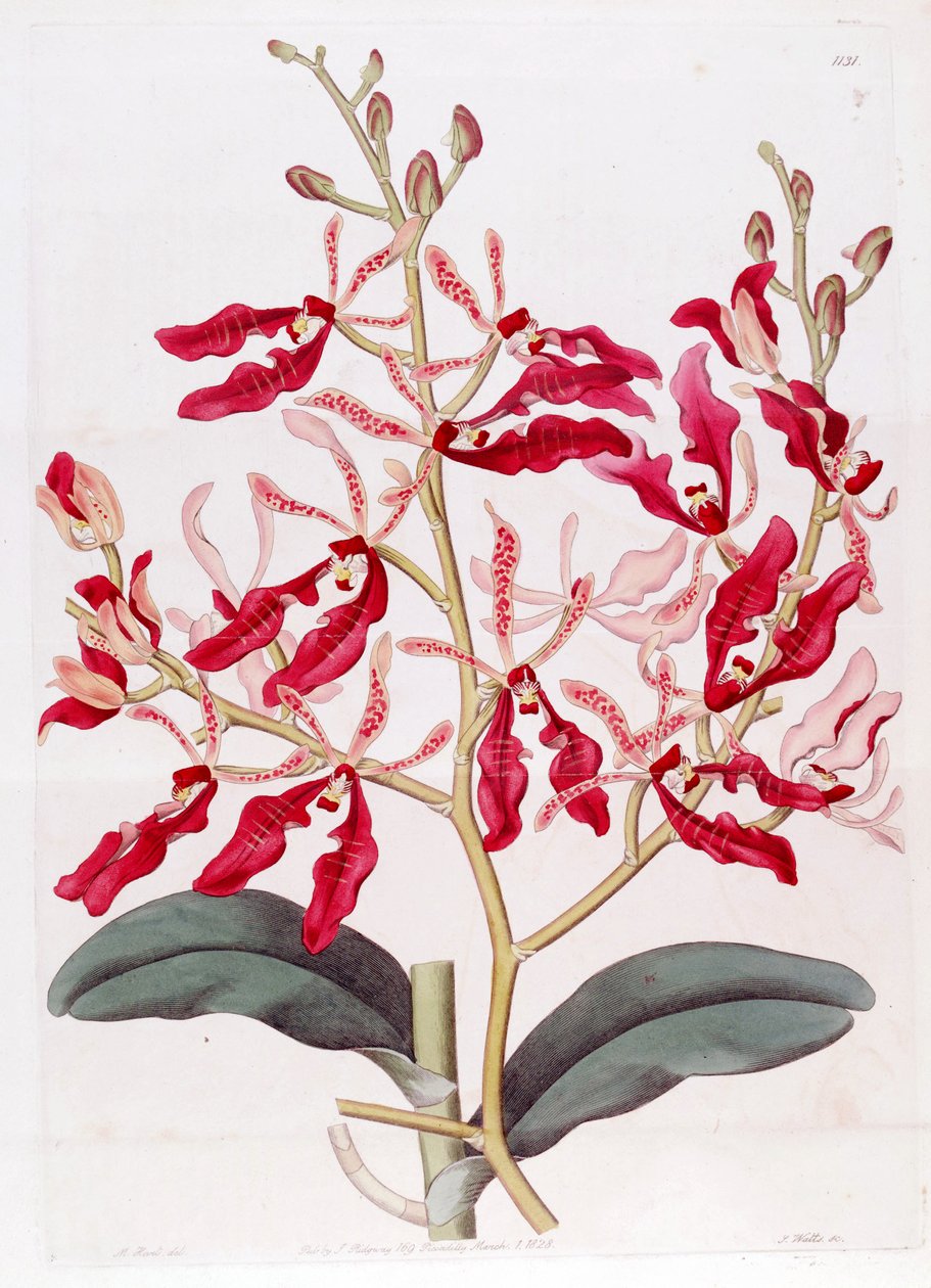 Ilustracja Renanthera coccinea autorstwa M. Hart