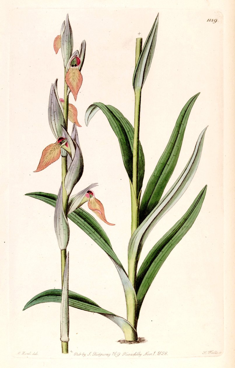 Ilustracja Serapias cordigera autorstwa M. Hart