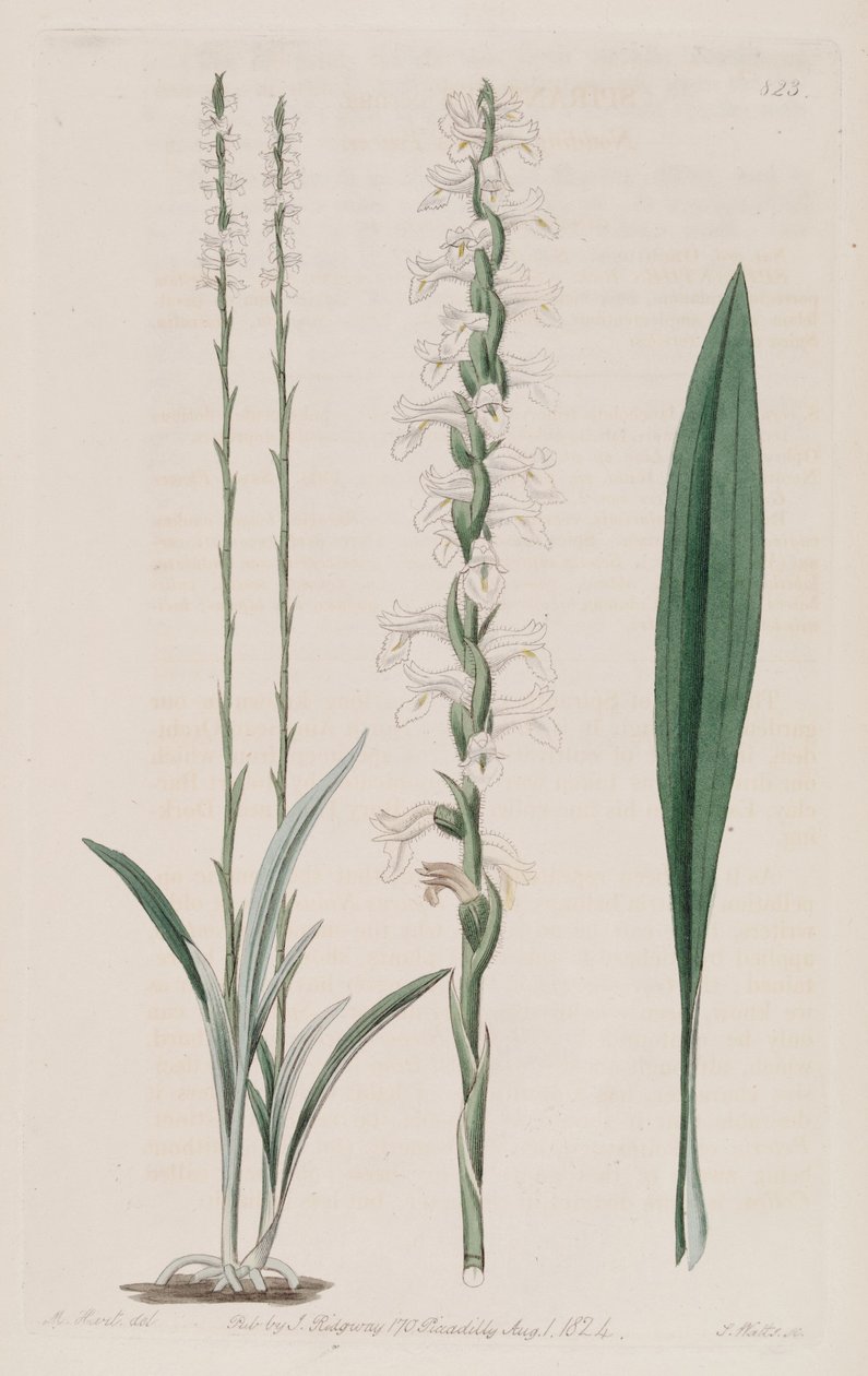 Ilustracja Spiranthes cernua autorstwa M. Hart