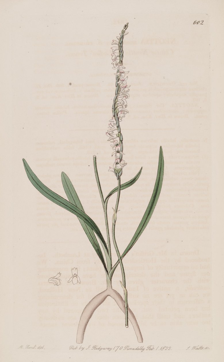 Ilustracja Spiranthes sinensis (jako syn. Neottia australis) autorstwa M. Hart