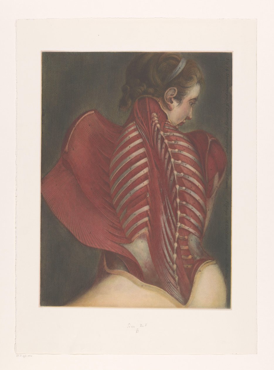 Anatomiczne przedstawienie pleców autorstwa M.D. Duplain