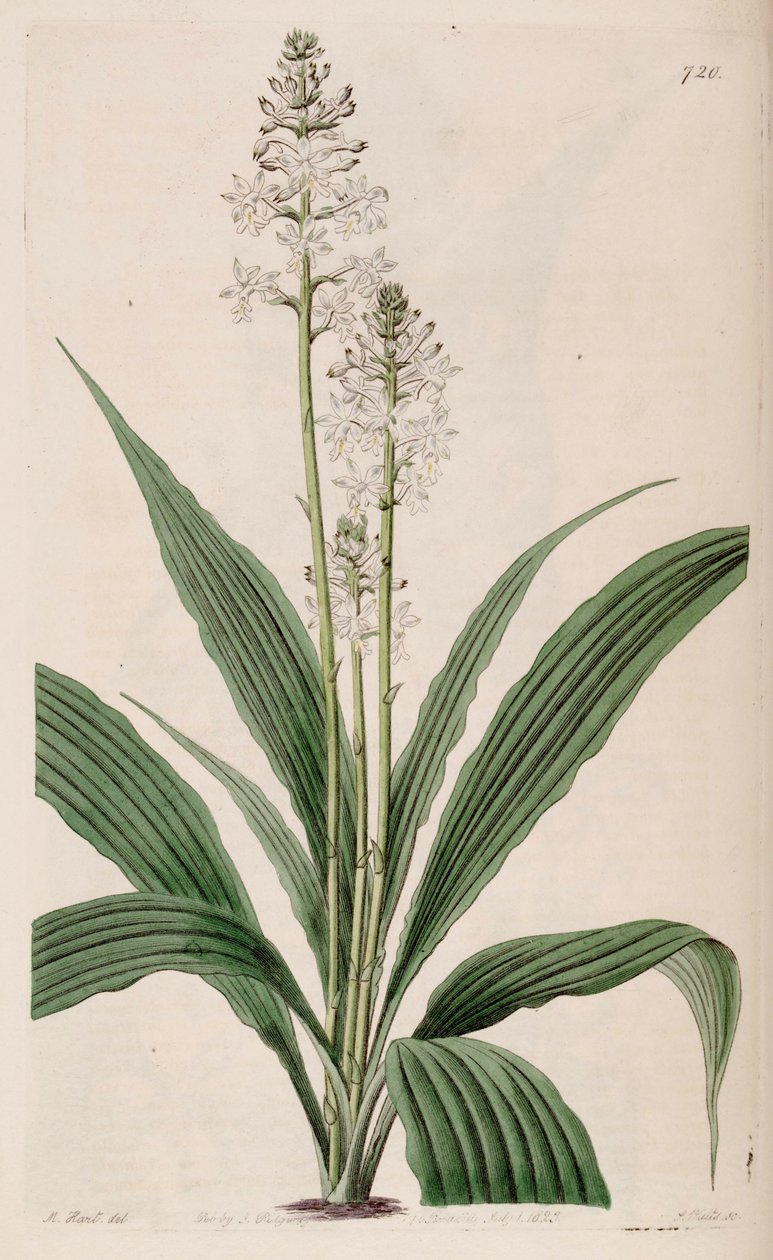 Ilustracja Calanthe triplicata (jako syn. Calanthe veratrifolia) (roślina) autorstwa M. Hart