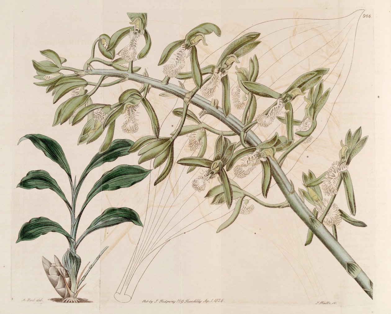 Ilustracja Catasetum cristatum autorstwa M. Hart