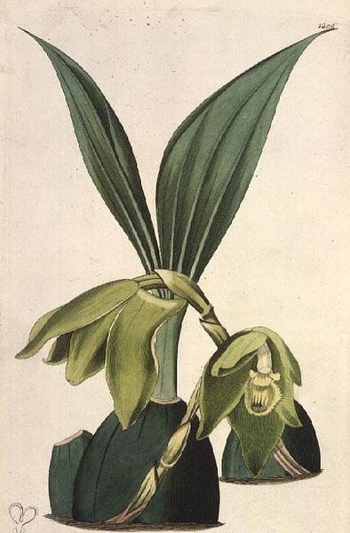 Orchidea: Maxillaria ciliaris, M. Hart (fl.1829), wyd. I. Ridgway autorstwa M. Hart