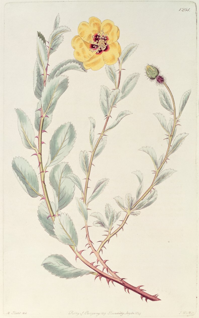 Róża: perska z rejestru botanicznego, opublikowana w 1829 r. autorstwa M. Hart