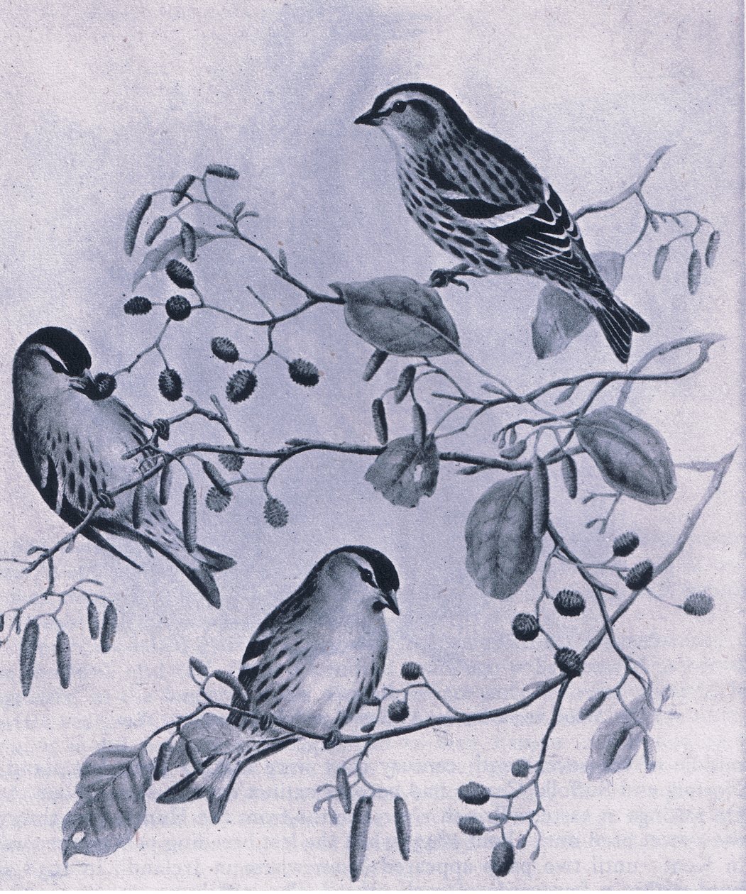 Czyżyki, Natura w Wielkiej Brytanii, wydane przez Collins, 1946 autorstwa M. Hart