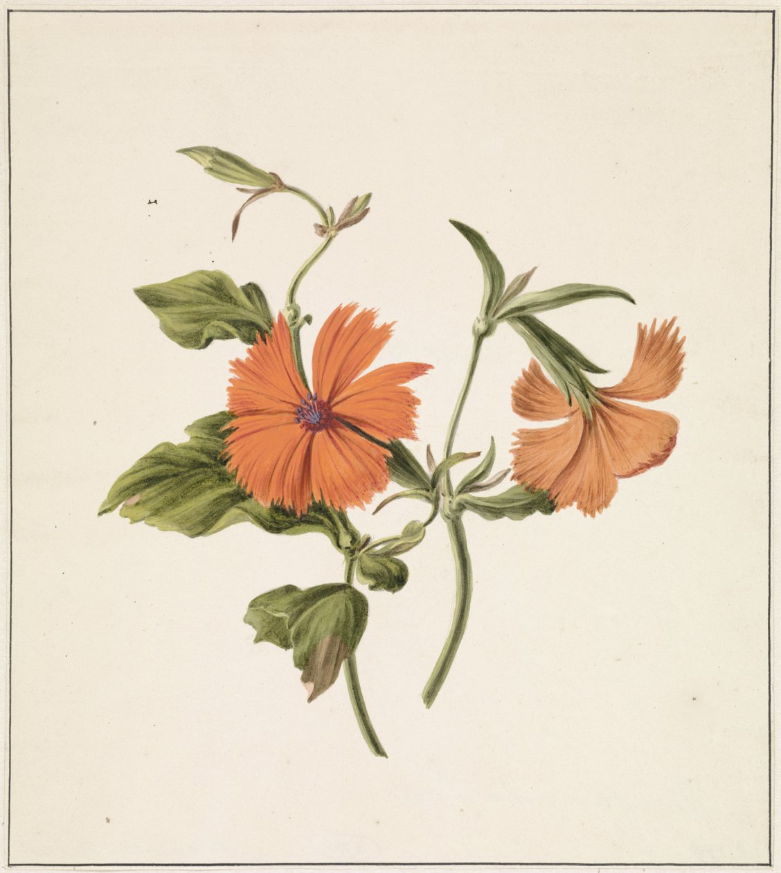 Żółta róża chińska (Rosa Chinensis Lutea) autorstwa M. de Gijselaar
