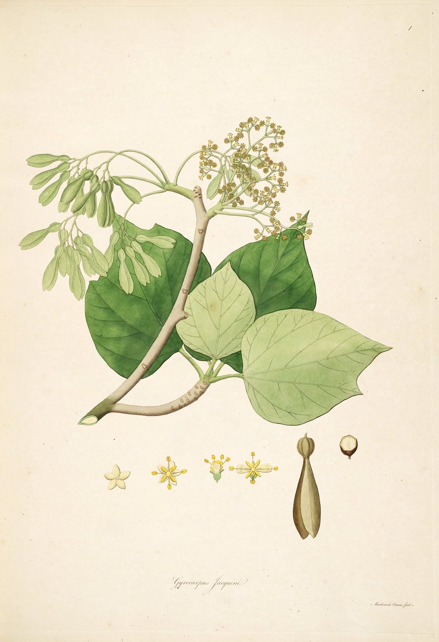 Ilustracja Gyrocarpus jacquini (= Gyrocarpus americanus), Hernandiaceae autorstwa Mackenzie