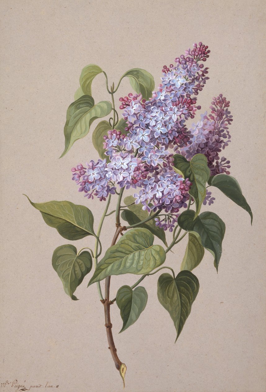 Liliowy (czarna kreda, papier akwarelowy i bodycolor) autorstwa Madame Peigne