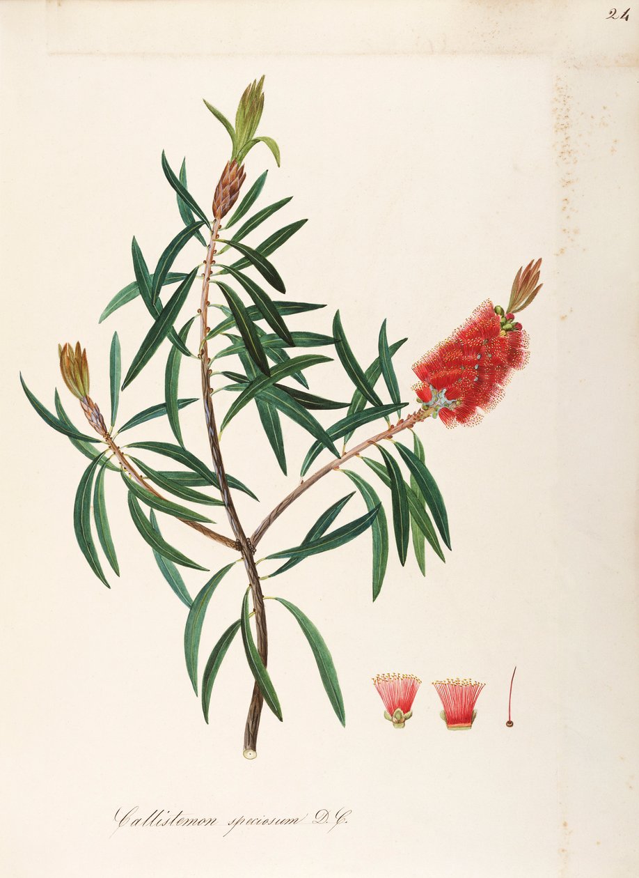 Albany Bottlebrush (Callistemon speciosum DC), Myrtaceae, Krzew o trwałych liściach, pochodzący z Australii, akwarela autorstwa Maddalena Lisa Mussino