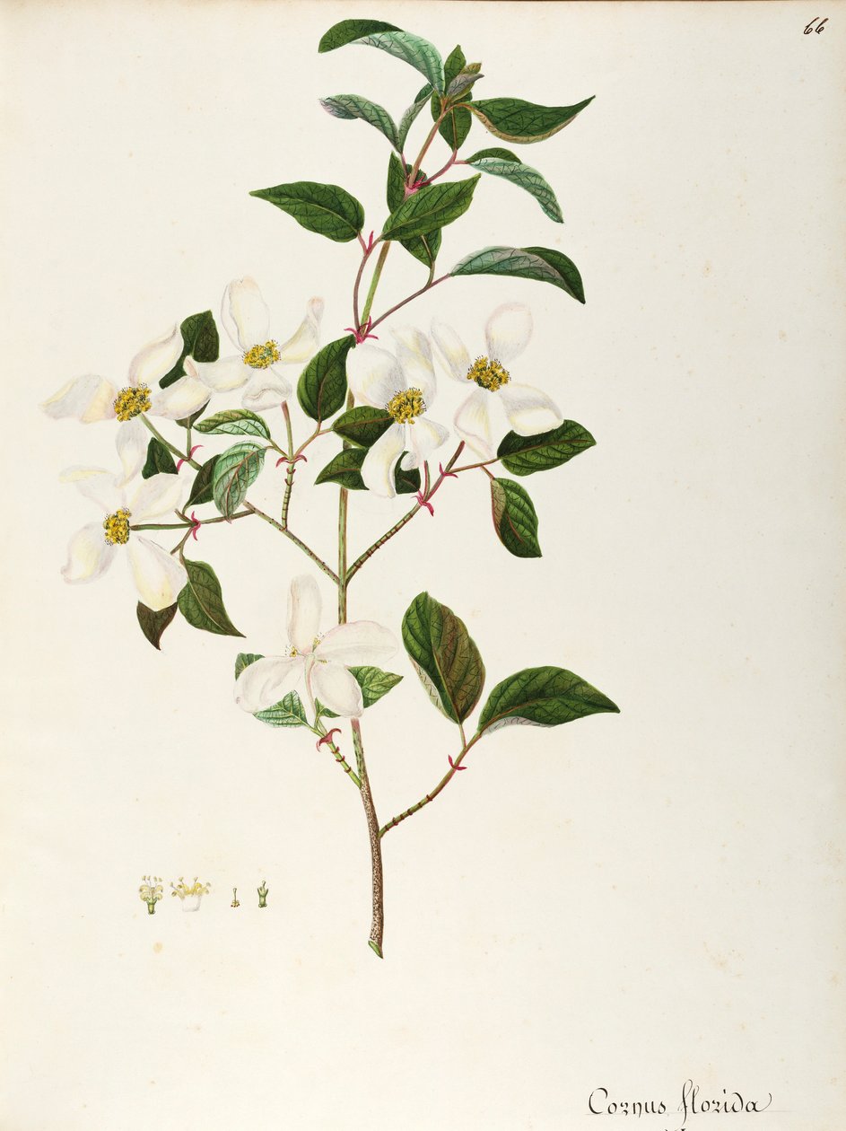Dereń kwitnący (Cornus florida), Cornaceae, małe drzewo lub krzew pochodzący z Ameryki Północnej, akwarela autorstwa Maddalena Lisa Mussino