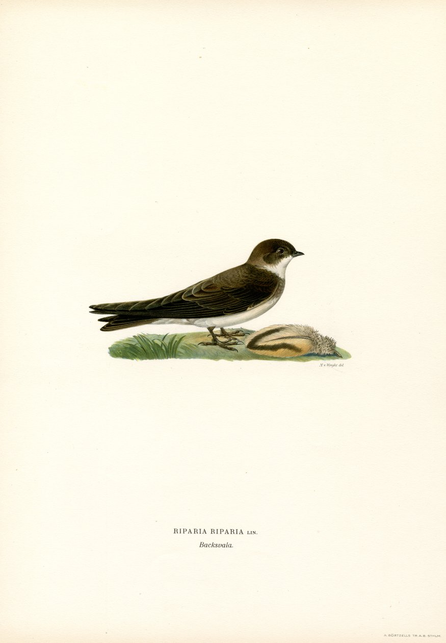 Sand Martin (kolor lito) autorstwa Magnus Ferdinand and Wilhelm von Wright