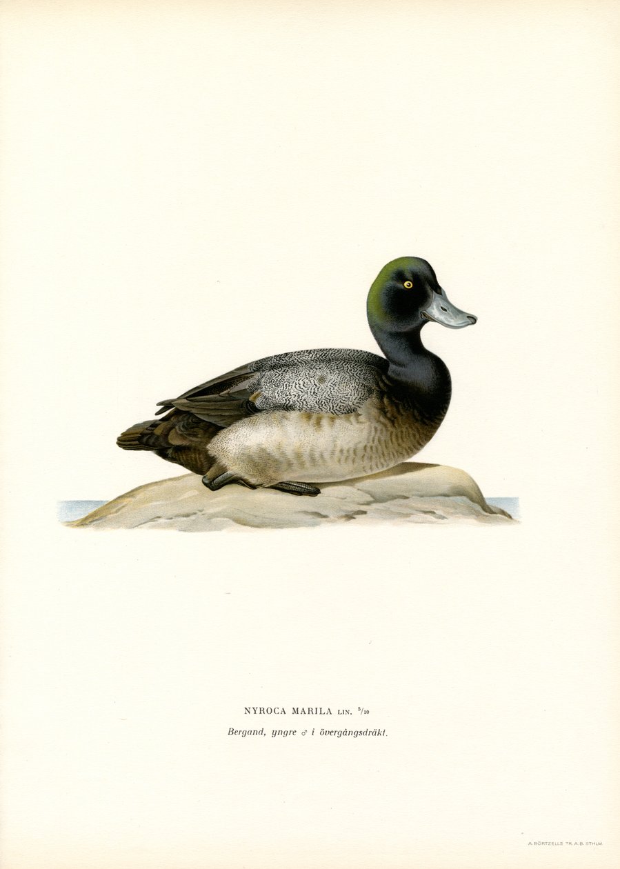 American Scaup Duck (kolor lito) autorstwa Magnus Ferdinand and Wilhelm von Wright