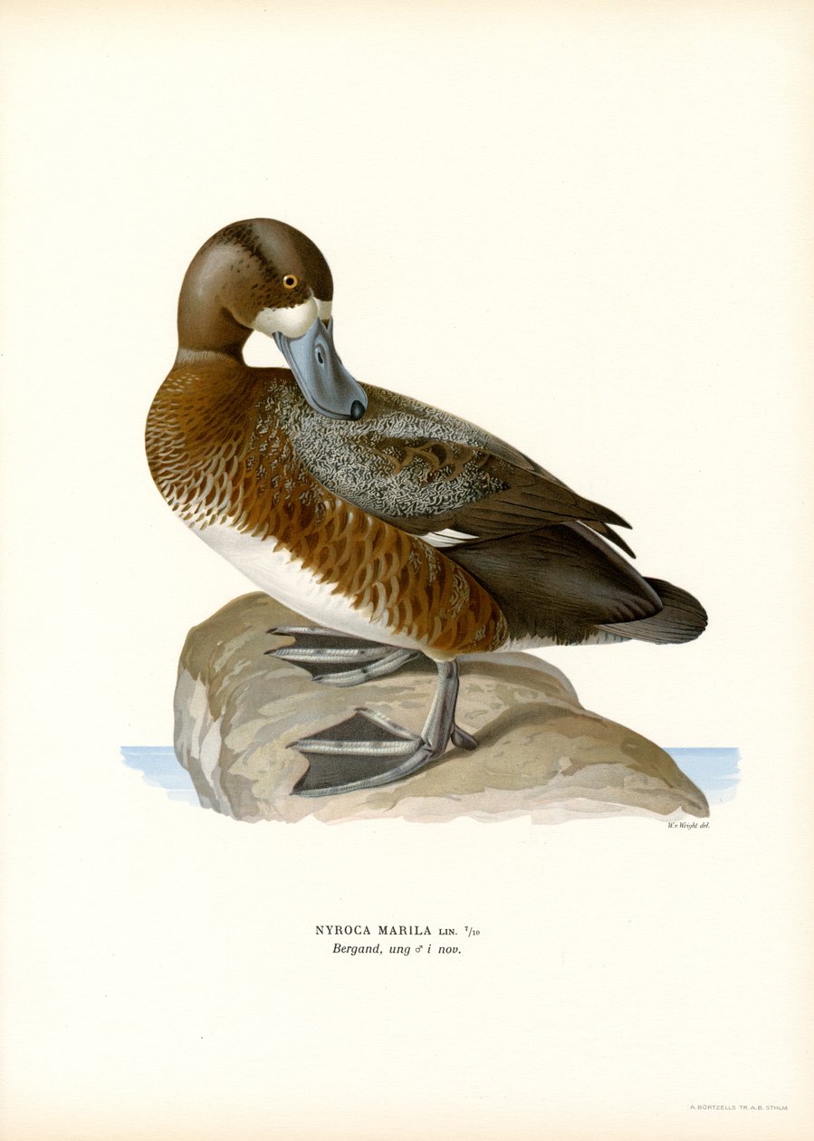 American Scaup Duck (kolor lito) autorstwa Magnus Ferdinand and Wilhelm von Wright