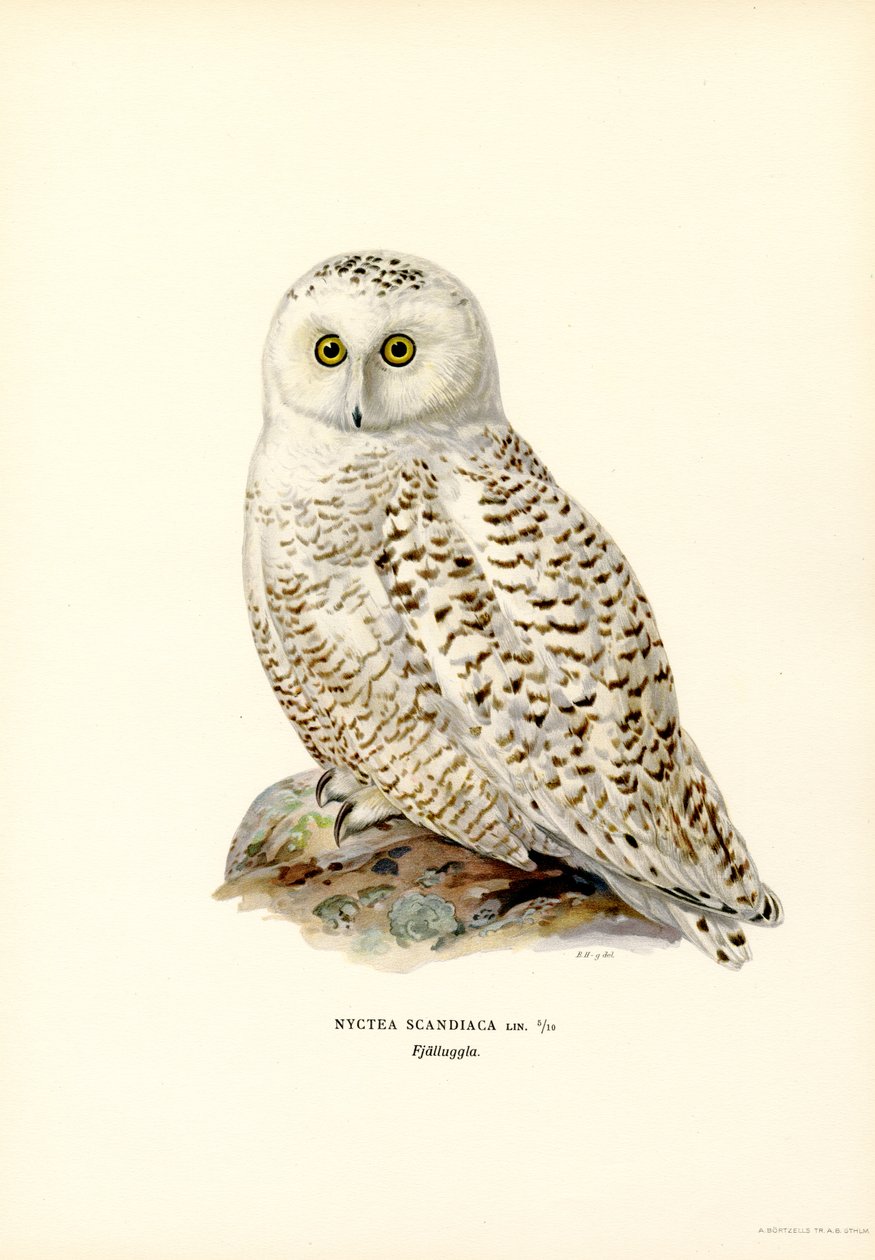 Sowa polarna (kolor lito) autorstwa Magnus Ferdinand and Wilhelm von Wright