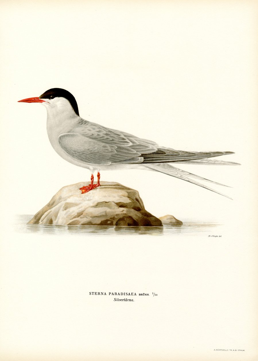 Rybitwa popielata (kolor lito) autorstwa Magnus Ferdinand and Wilhelm von Wright
