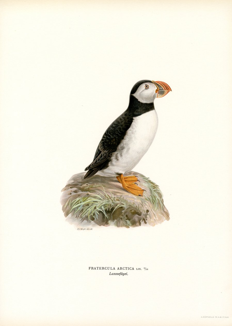 Maskonur (kolor lito) autorstwa Magnus Ferdinand and Wilhelm von Wright