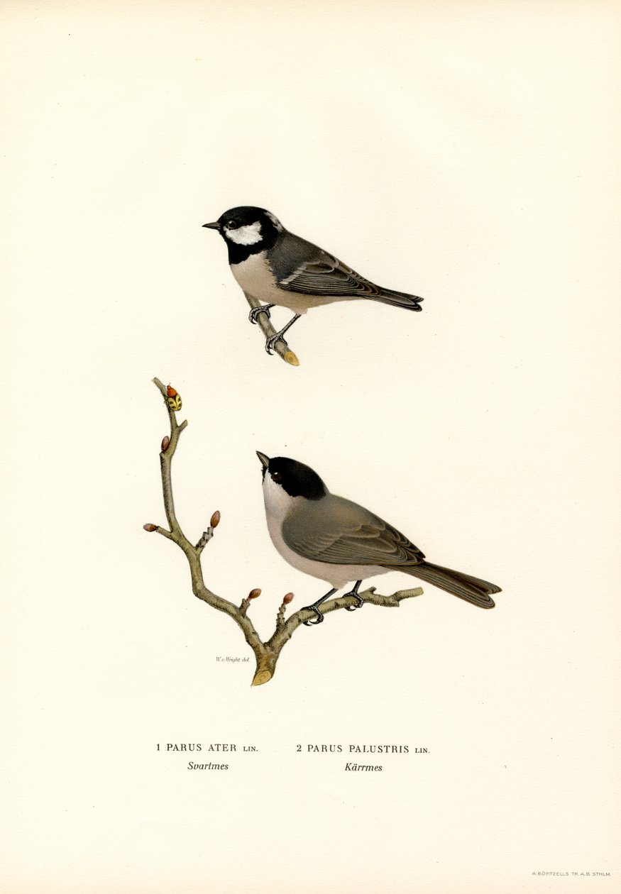 Sikora czarnoczuba (kolor lito) autorstwa Magnus Ferdinand and Wilhelm von Wright