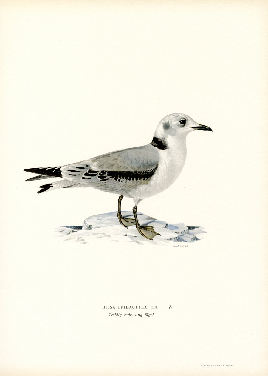 Kittiwake z czarnymi nogami (kolor lito) autorstwa Magnus Ferdinand and Wilhelm von Wright