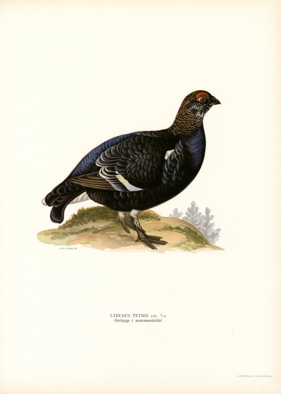 Cietrzew (kolor lito) autorstwa Magnus Ferdinand and Wilhelm von Wright