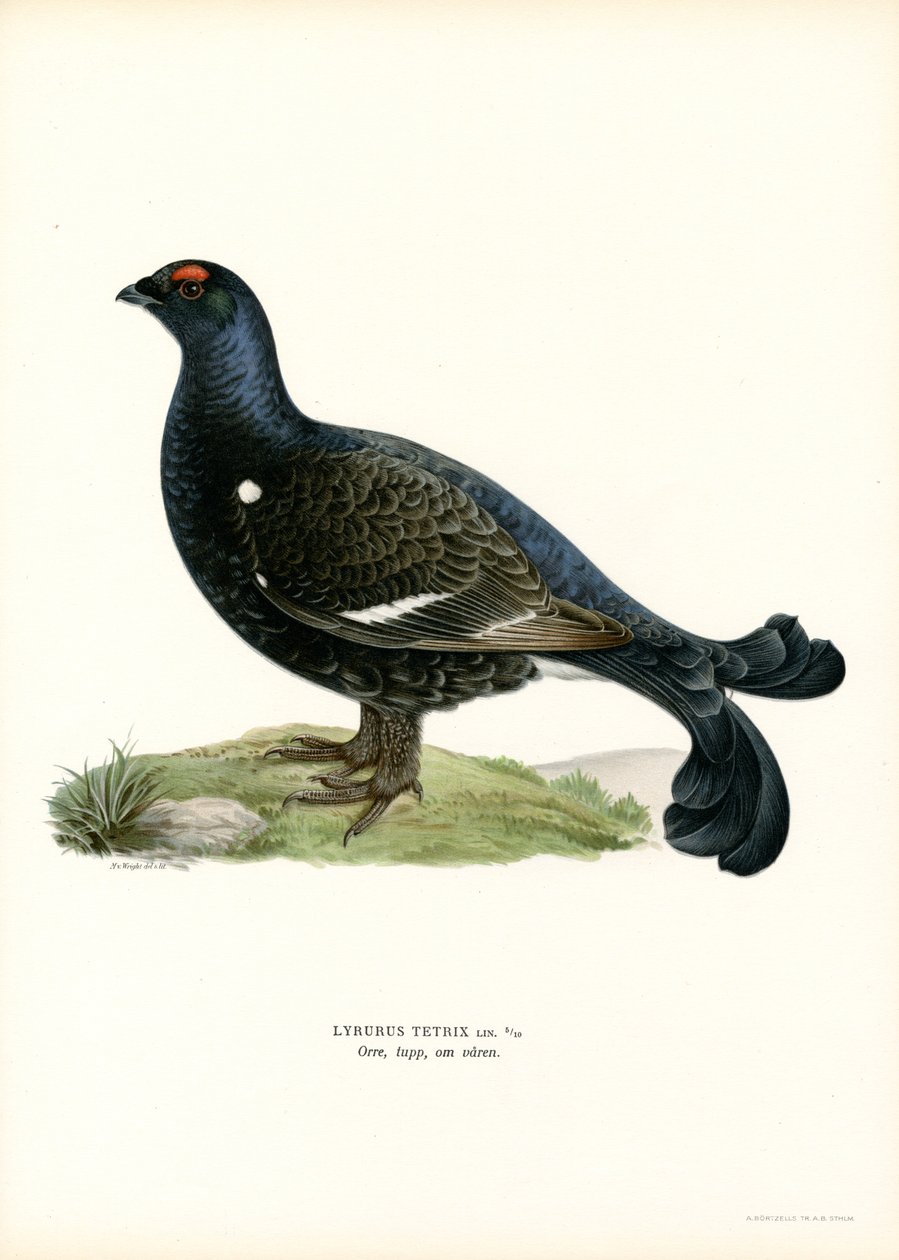 Cietrzew (kolor lito) autorstwa Magnus Ferdinand and Wilhelm von Wright