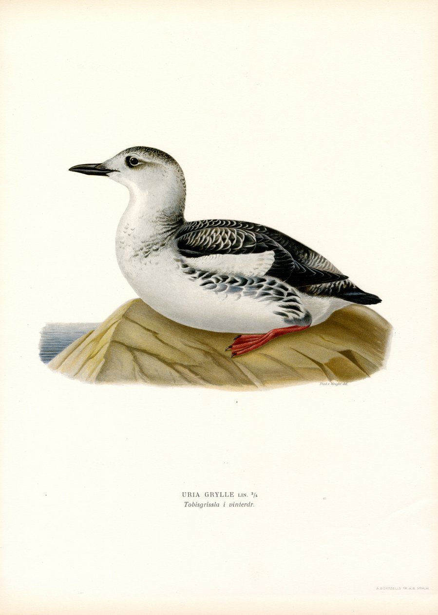 Czarny Guillemot (kolor lito) autorstwa Magnus Ferdinand and Wilhelm von Wright