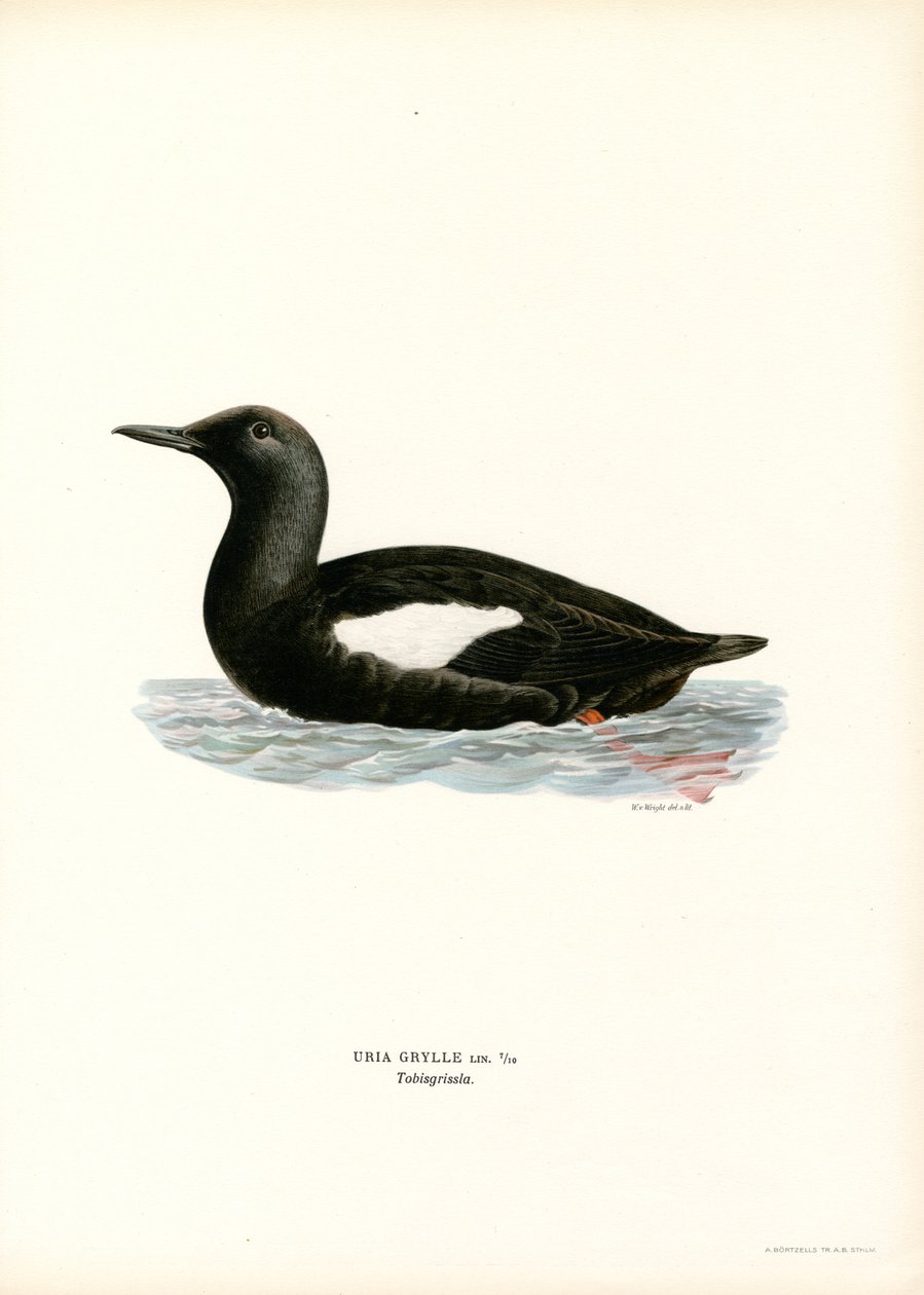 Czarny Guillemot (kolor lito) autorstwa Magnus Ferdinand and Wilhelm von Wright