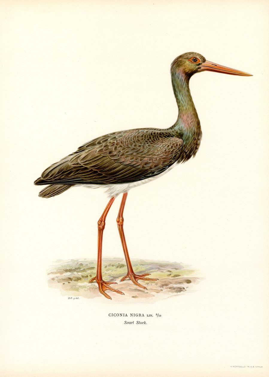 Bocian czarny (kolor lito) autorstwa Magnus Ferdinand and Wilhelm von Wright
