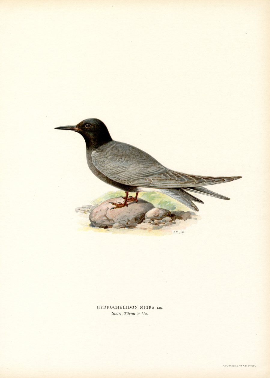 Rybitwa czarna (kolor lito) autorstwa Magnus Ferdinand and Wilhelm von Wright