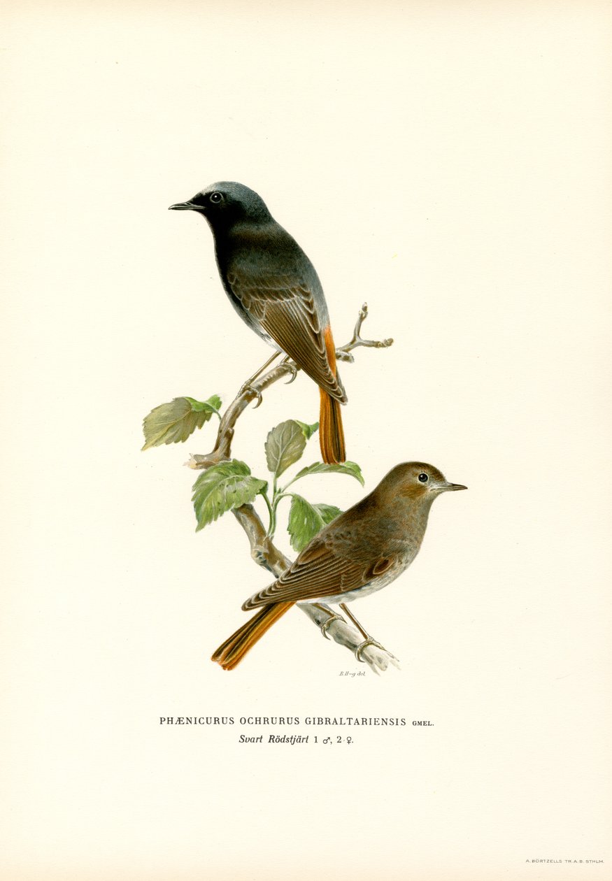 Blackstart (kolor lito) autorstwa Magnus Ferdinand and Wilhelm von Wright