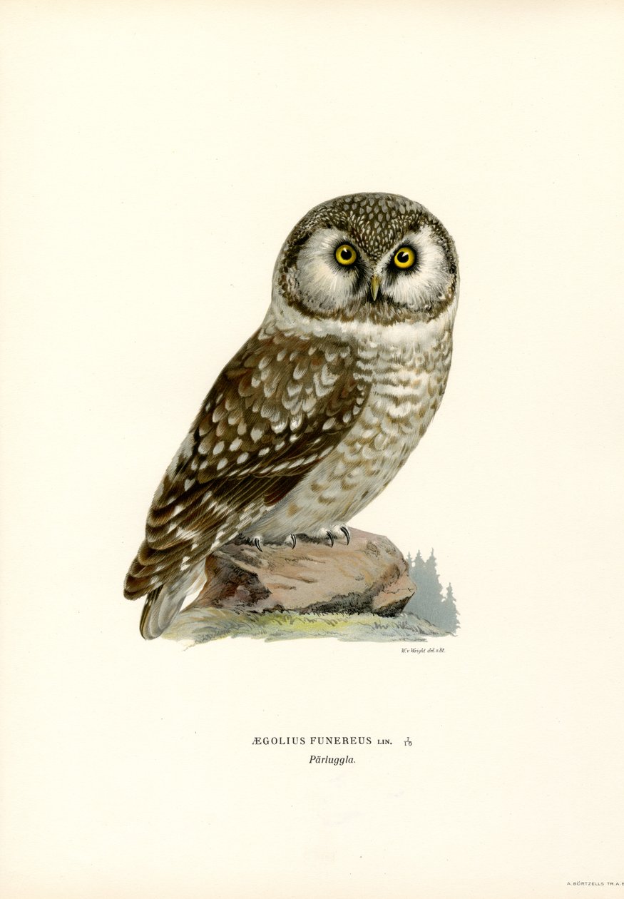 Sowa borealna (kolor lito) autorstwa Magnus Ferdinand and Wilhelm von Wright