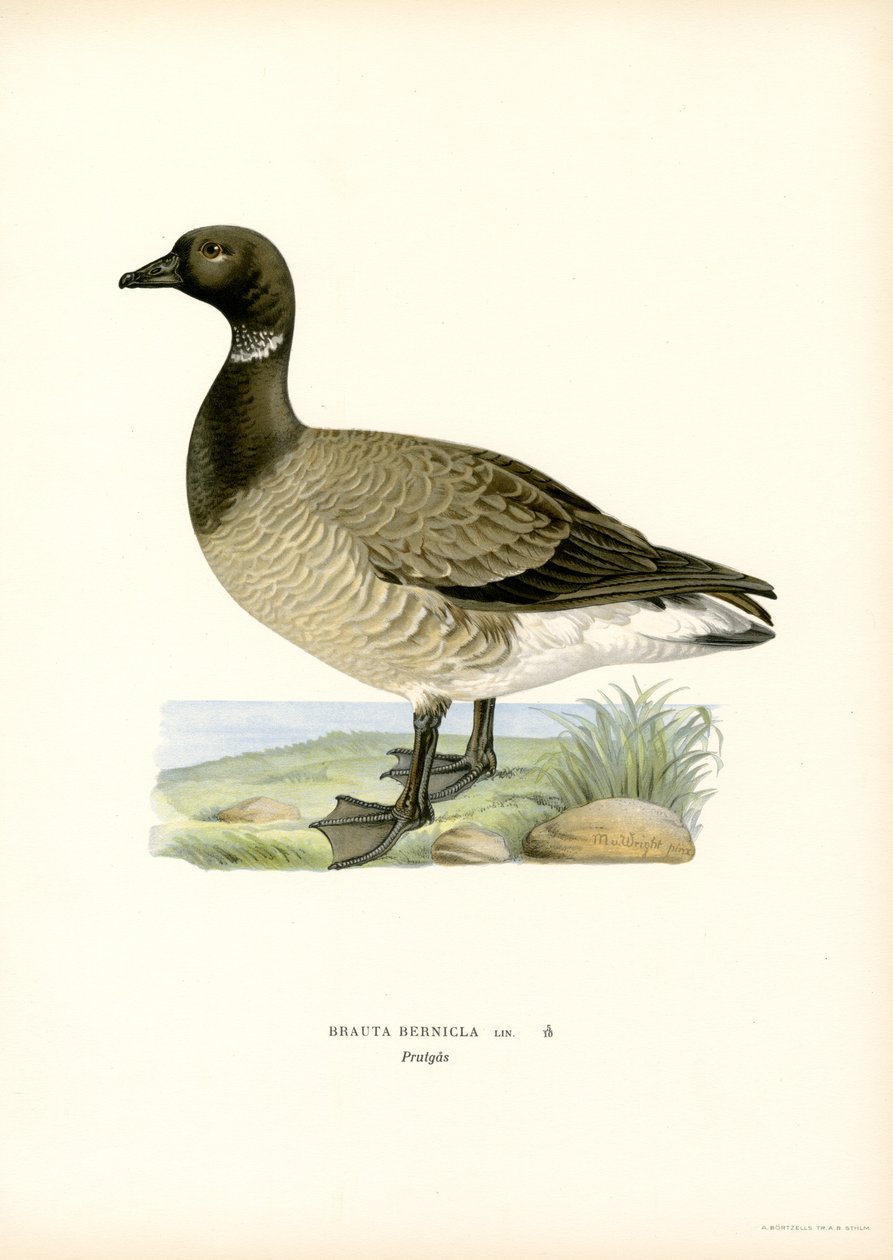 Gęś Brant (kolor lito) autorstwa Magnus Ferdinand and Wilhelm von Wright