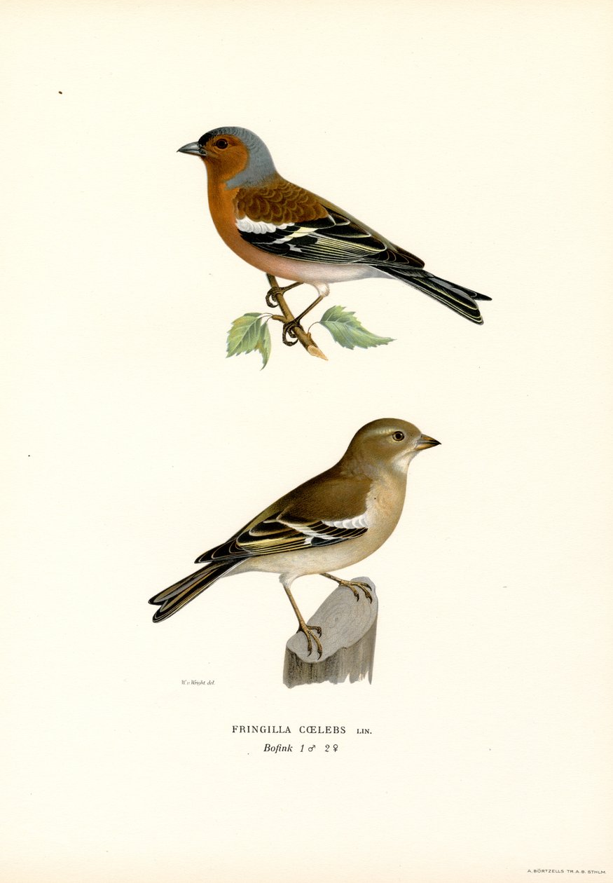 Zięba zwyczajna (kolor lito) autorstwa Magnus Ferdinand and Wilhelm von Wright