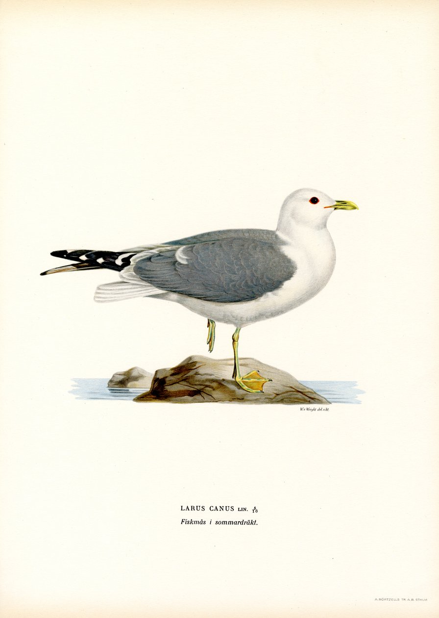 Mewa pospolita (kolor lito) autorstwa Magnus Ferdinand and Wilhelm von Wright
