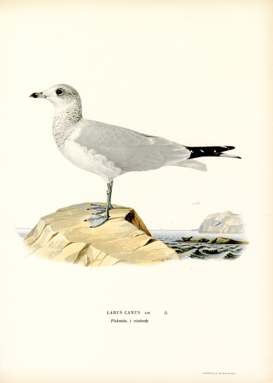 Mewa pospolita (kolor lito) autorstwa Magnus Ferdinand and Wilhelm von Wright