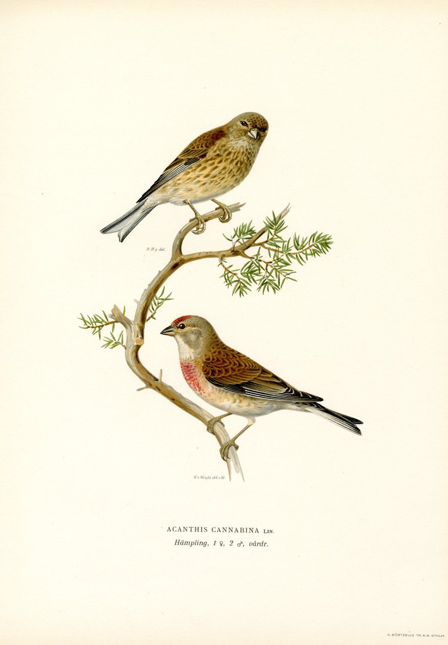 Pospolita Linnet (kolor lito) autorstwa Magnus Ferdinand and Wilhelm von Wright