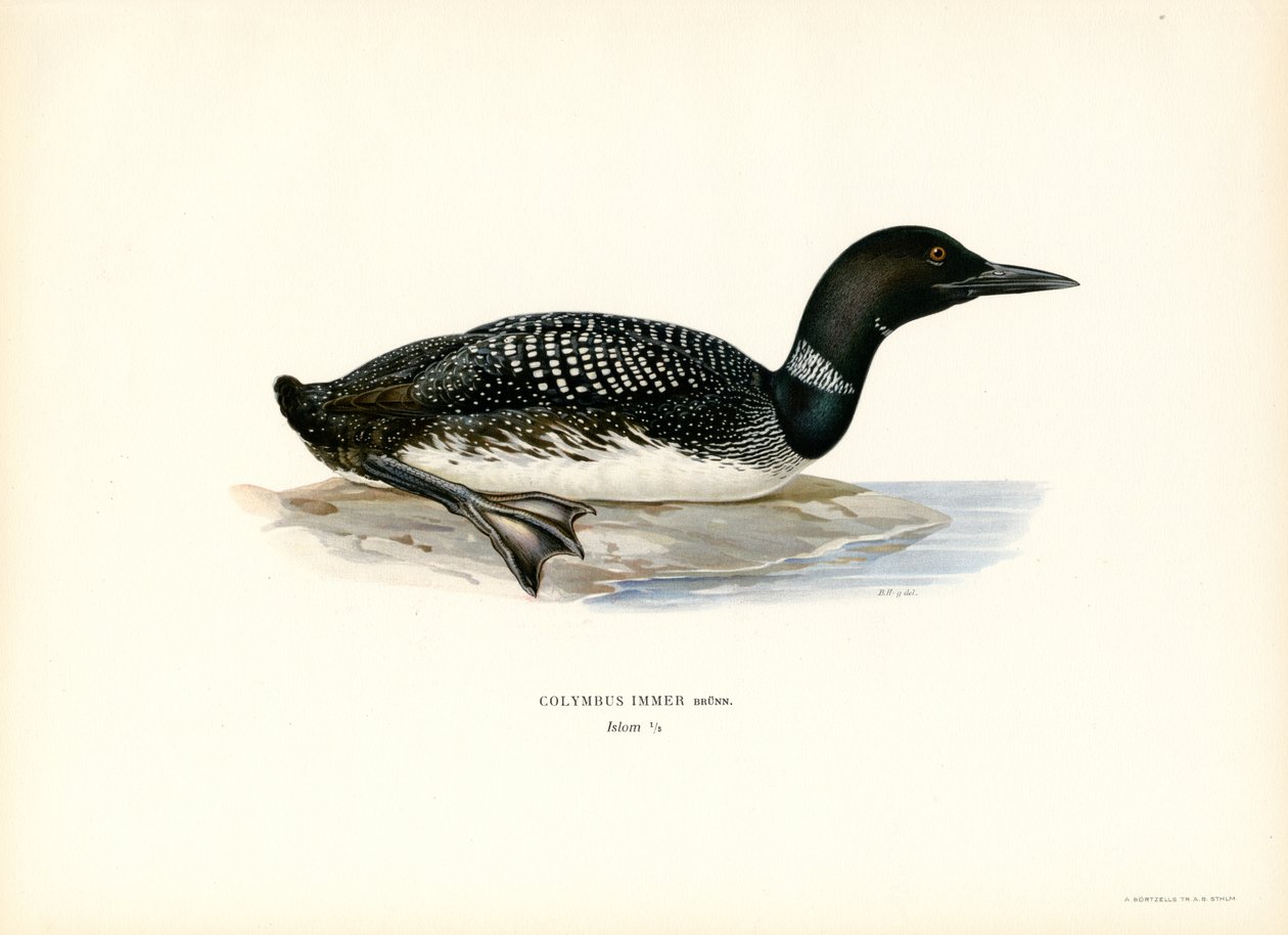 Loon pospolity (kolor lito) autorstwa Magnus Ferdinand and Wilhelm von Wright