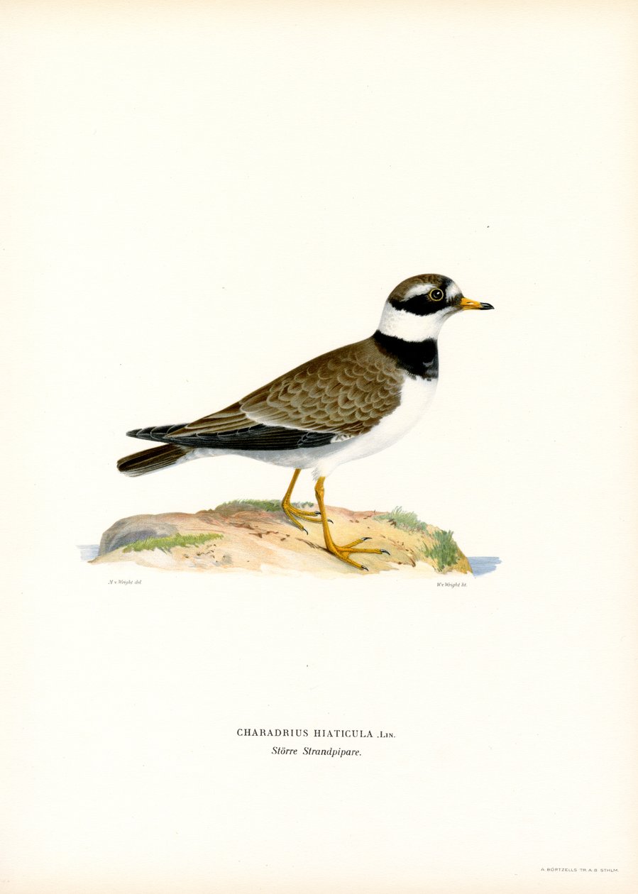 Sieweczka obrożna (kolor lito) autorstwa Magnus Ferdinand and Wilhelm von Wright