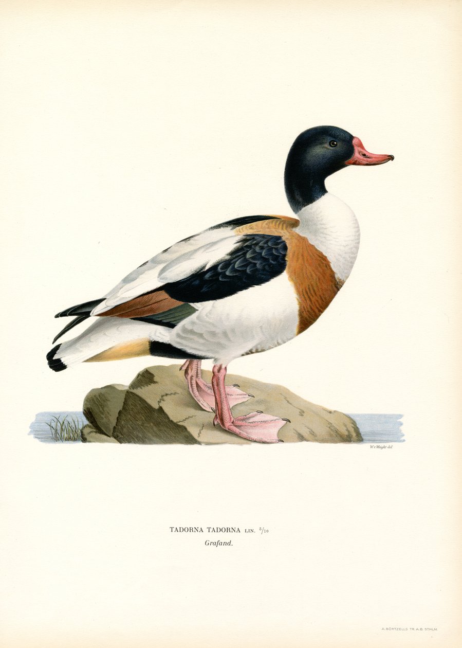 Ohar (kolor lito) autorstwa Magnus Ferdinand and Wilhelm von Wright