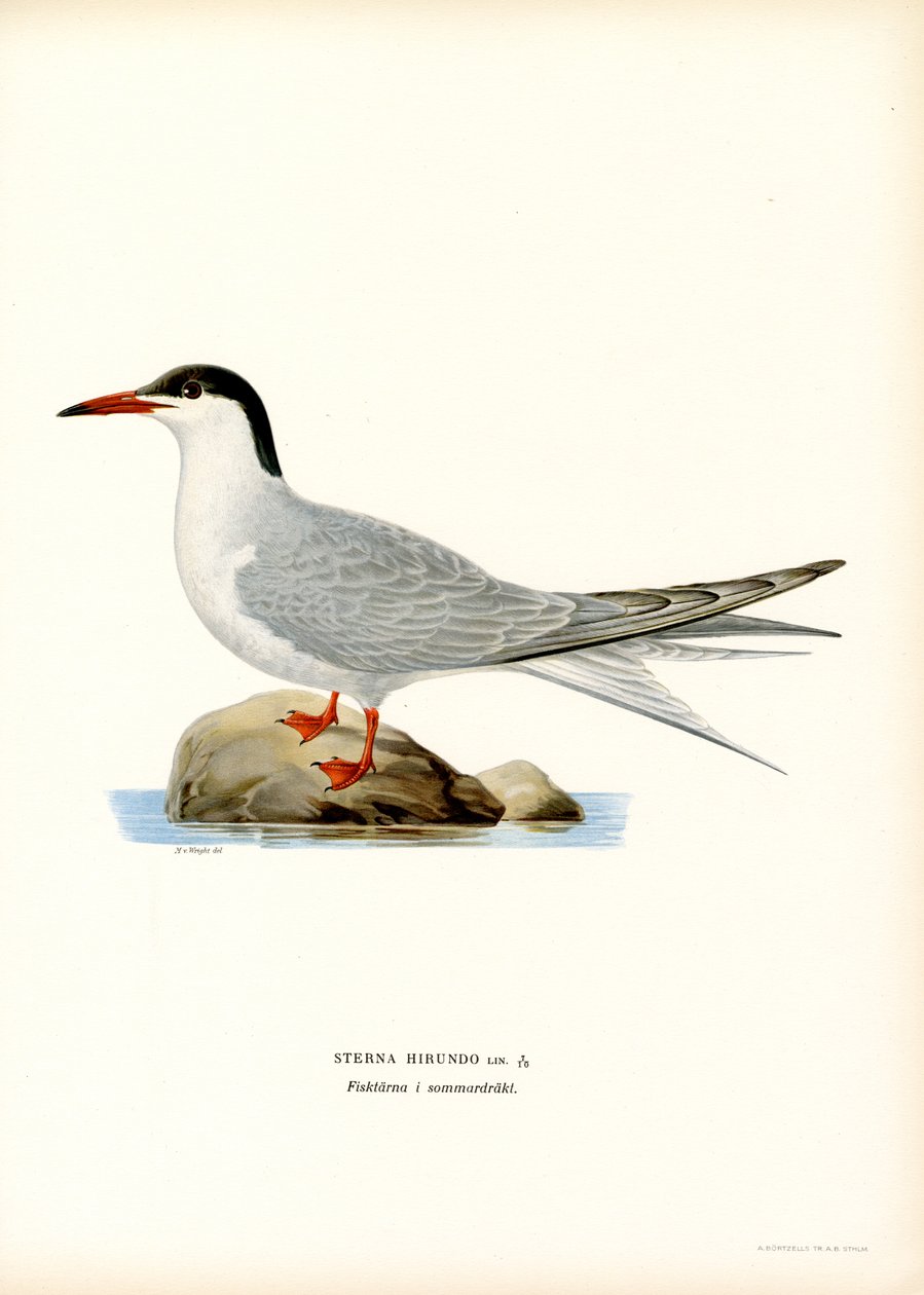 Rybitwa rzeczna (kolor lito) autorstwa Magnus Ferdinand and Wilhelm von Wright