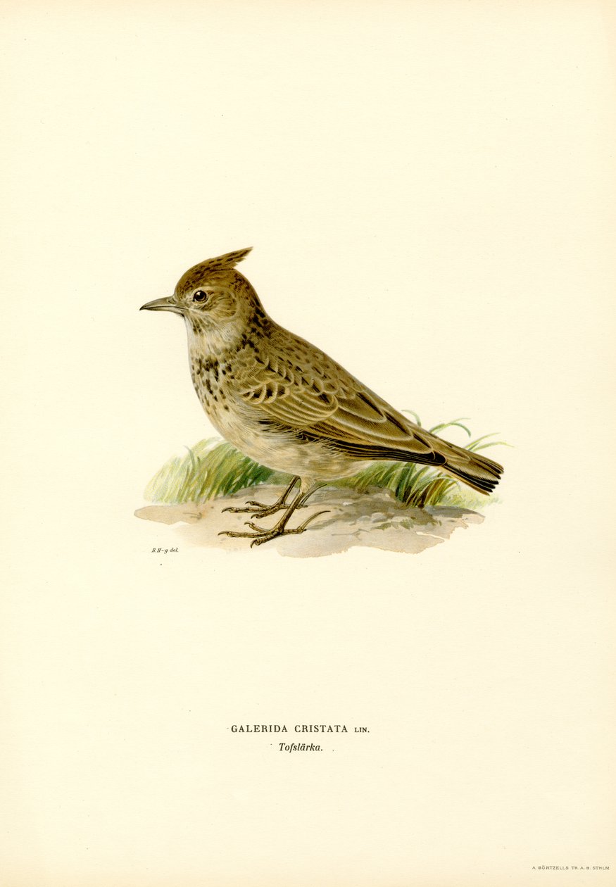 Crested Lark (kolor lito) autorstwa Magnus Ferdinand and Wilhelm von Wright